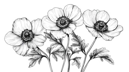 Vector anemone floral botanical flowers in black and white