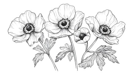 Vector illustration of anemone floral botanical flowers