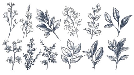 Vector hand-drawn herbs and spices set