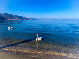 The swan. 