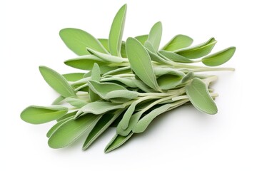 Obraz premium Sage isolated on white background