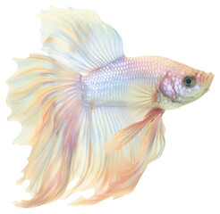 Fototapeta premium PNG Colorful betta fish with flowing fins