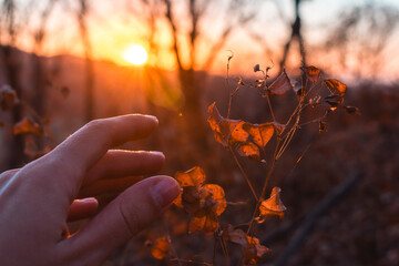 Autumn branch with dry leaves and hand in the forest against the backdrop of sunset. A feeling of...