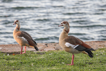 Egyptian goose eating grass closeup