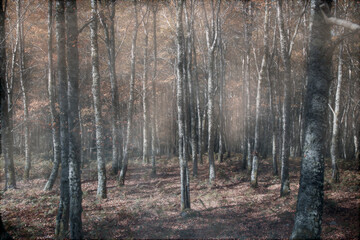 Obraz premium Magic foggy forest