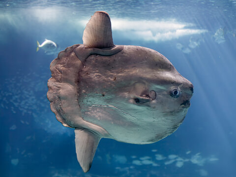 Interesting moonfish close-up