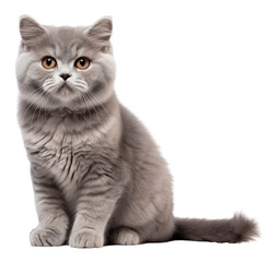 Obraz premium PNG A british cat sitting mammal animal.