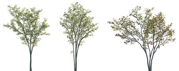 Set of 3 Magnolia liliiflora (Mulan magnolia, purple magnolia, red magnolia, lily magnolia, tulip magnolia and woody-orchid) isolated png in sunny daylight on a transparent background perfectly cutout © Viktoria