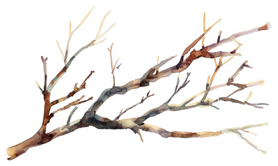 Obraz premium PNG Tree branch watercolor driftwood weaponry antler.