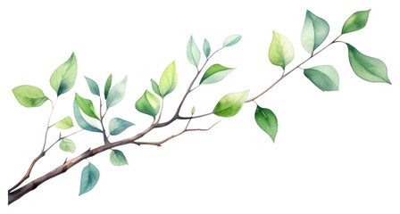 PNG Tree branch watercolor illustrated annonaceae drawing.