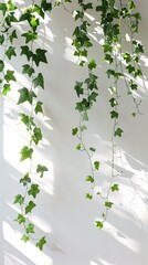 Vine Hanging On Ceiling With White Wall