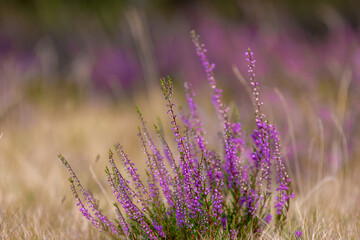 Selective focus of purple flowers in the filed, Calluna vulgaris (Heide, Heath, ling or simply...