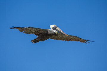 Brown Pelican (Pelecanus occidentalis urinator), Galapagos subspecies, adult resting flying