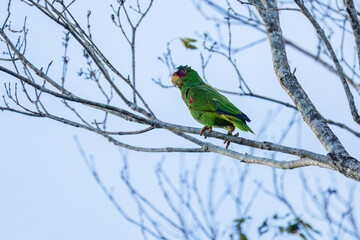The white-fronted amazon (Amazona albifrons) also known as the white-fronted parrot, or spectacled amazon parrot, is a Central American species of parrot.