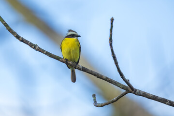 Obraz premium White-ringed Flycatcher Conopias albovittatus sitting on the branch