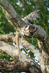 Green iguana (Iguana iguana) with open mounth on tree in tropical rainforest,