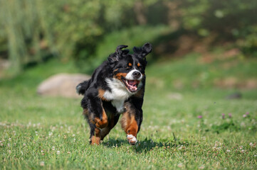 happy bernese mountain dog running outdoors on grass in summer