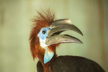 Black-casqued Hornbill - Ceratogymna atrata, portrait of large unique bird from sub-Saharan African forests and woodlands, Uganda.