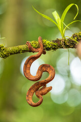 Portrait of Corallus annulatus is a non-venomous boa species found in Central and South America. Three subspecies are currently recognized, including the nominate subspecies described here