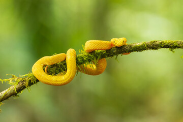 Portrait of Bothriechis schlegelii, the eyelash viper, is a venomous pit viper species found in Central and South America