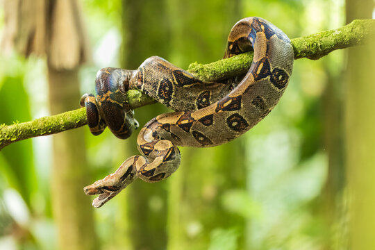 Boa imperator (or Boa constrictor imperator in common usage) is a large and heavy-bodied arboreal species of nonvenomous, constrictor-type snake in the family Boidae. 
