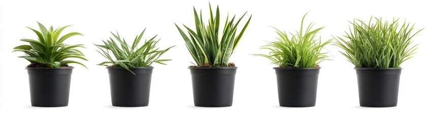 potted plants with various leafy foliage isolated on white background