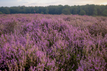 Selective focus of purple flowers in the filed, Calluna vulgaris (heath, ling or simply heather) is the sole species in the genus Calluna, Flowering plant family Ericaceae, Nature floral background.