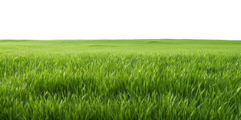 PNG  Lush green grass field sky