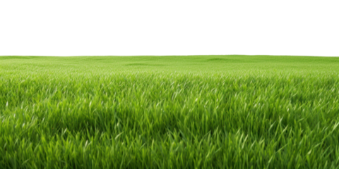 PNG  Lush green grass field sky