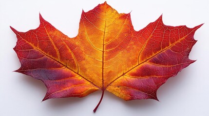 Obraz premium vibrant red sugar maple leaf with intricate veins against pure white background delicate stem and rich autumnal hues showcased in botanical detail