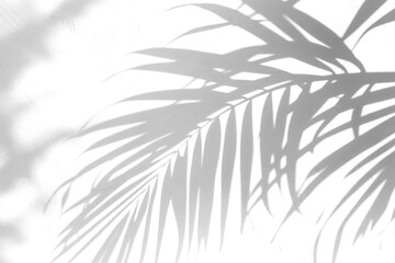 Naklejka premium PNG Photo of shadow of palm leaves vegetation blackboard arecaceae.