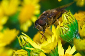 Hoverfly on a common ragwort flower in the countryside on a warm summer day.
