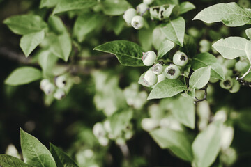 unripe bilberry fruits in th summer garden. Gardening, fruit harvest.