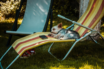 Yorkshire Terrier pedigree doggy resting in a shade on a sun lounger in formal garden. Sleeping...