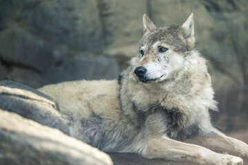 チュウゴクオオカミ