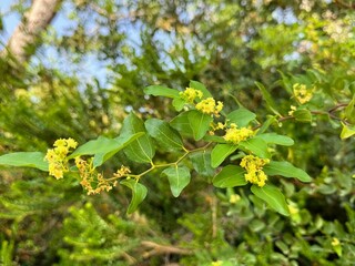 Paliurus spina-christi tree(Jerusalem thorn, garland thorn) branch with flowers and leaves.
