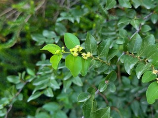 Paliurus spina-christi tree(Jerusalem thorn, garland thorn) branch with flowers and leaves.
