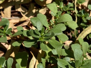 Portulaca oleracea, a healthy plant that can be consumed.