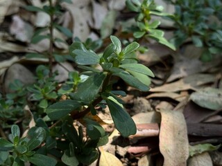 Portulaca oleracea, a healthy plant that can be consumed.