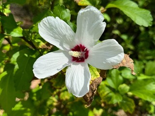 Close-up of white flower of Hibiscus syriacus 'Russian Violet'.
