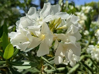 Adelfa, Nerium Oleander .Oleander. A shrub for urban decoration, also known as the Havana lily.
