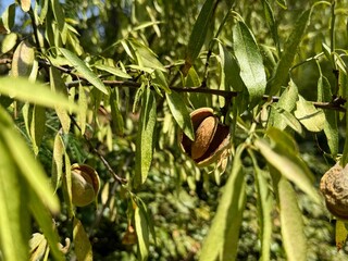 Almonds ripe on the branch ready to be harvested. Almond tree.
