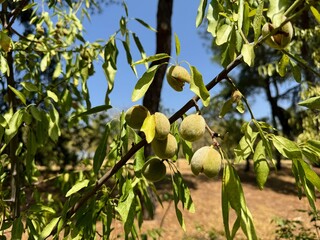 Almonds ripe on the branch ready to be harvested. Almond tree.
