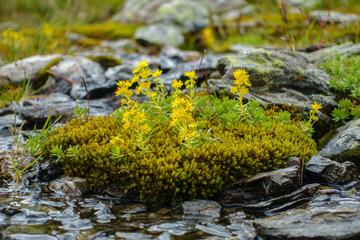 Wild wachsende Kräuter an einem kleinen Gebirgsbach perfekt als Hintergrundbild