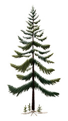PNG Tree pine christmas plant.