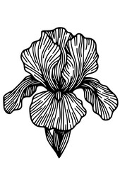 Fototapeta premium Flowers SVG, Lily SVG, Peony SVG, Daisy SVG, Cherry Blossom SVG, Poppy SVG, Gladiolus SVG, Blossom SVG, Plant SVG, Flowers Design, Flowers Silhouette, Cut file for Cricut SVG, JPG, PNG