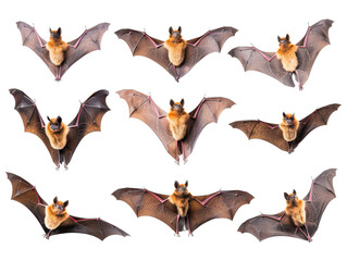 Collection of flying bats in various positions, isolated on white background. Ideal for wildlife, nature, and Halloween themes.