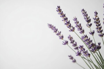 A delicate lavender bouquet is artfully arranged against a plain white backdrop, highlighting the intricacies of the flowers and their calming hues