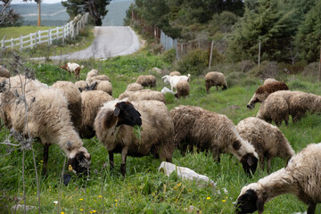View of white sheep grazing on the green field