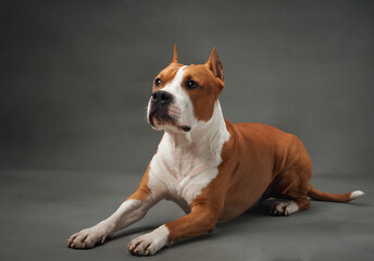 A poised American Staffordshire Terrier dog lies elegantly on a grey studio backdrop, its gaze alert and dignified, capturing a regal essence